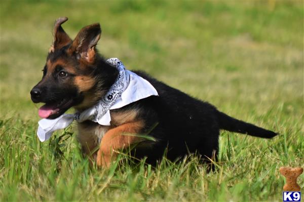 blueridgelanegsd Picture 2